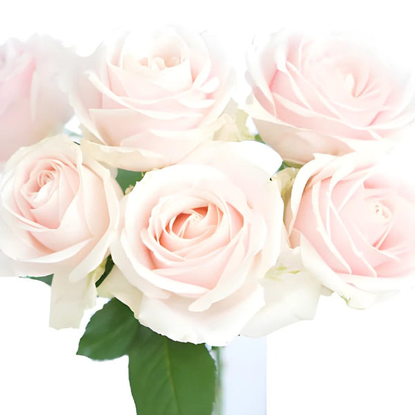 Cielo Light Pink Bulk Rose