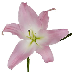 light pink oriental lily