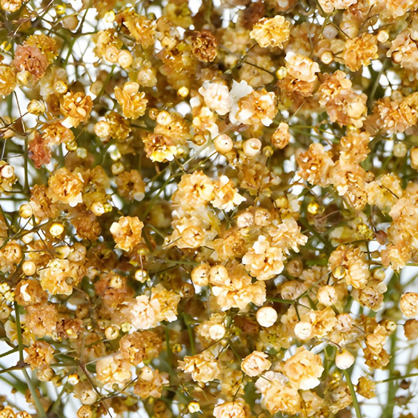 Dried Baby's Breath Flower Assorted Colors