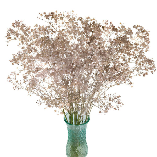 Dried Baby's Breath Orange Flower