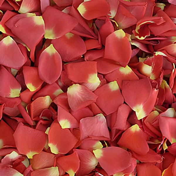 Red/Pink Dry Rose Petals, Packaging Size: 25 KG at Rs 300/kg in