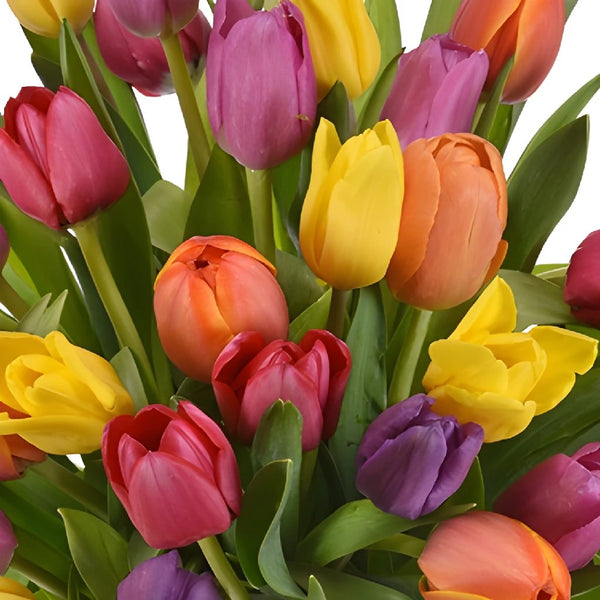 Fresh Bulk Yellow Double Tulips