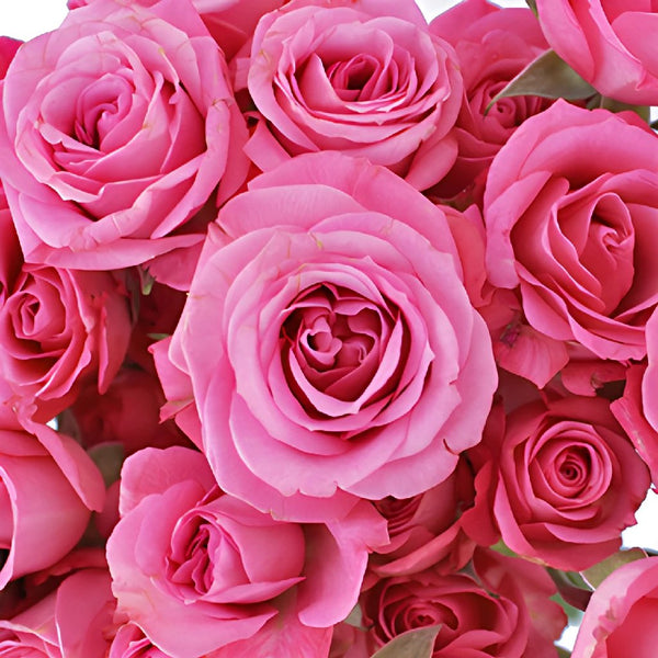 Buy Wholesale White with Pink Edges Spray Rose in Bulk - FiftyFlowers