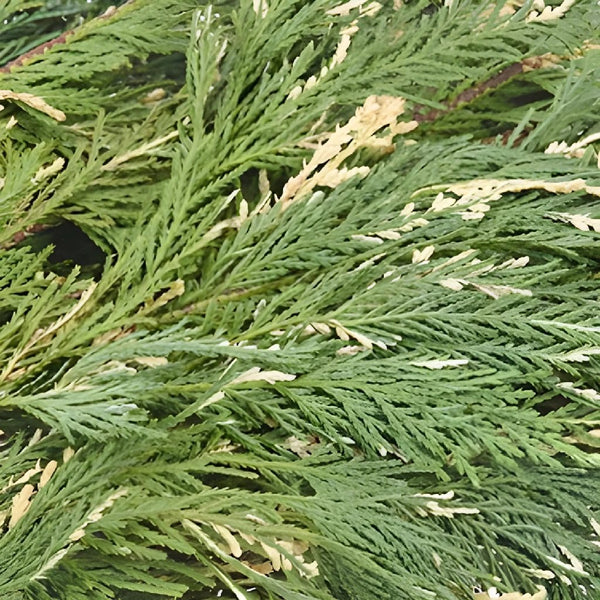 California Redwood Winter Greenery