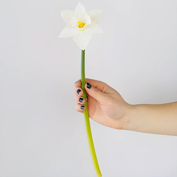 Buy Wholesale Narcissus Paper White Flower in Bulk - FiftyFlowers