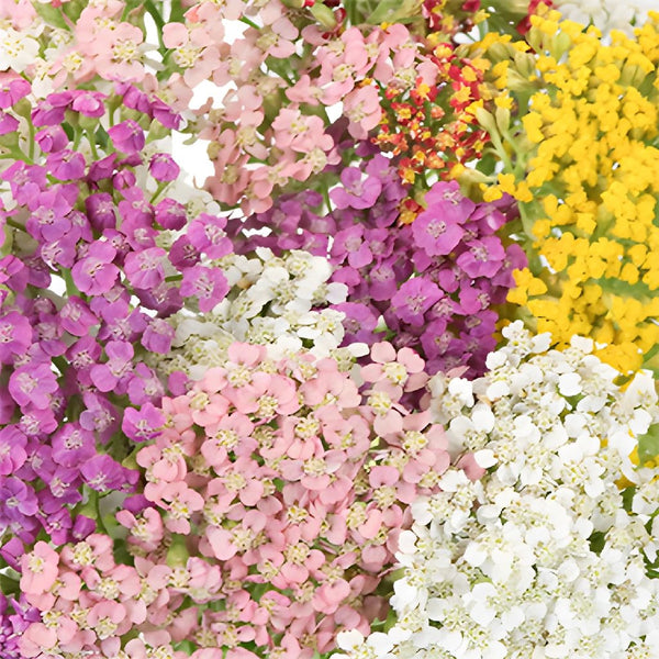 Peachy Pink Cottage Yarrow Flowers