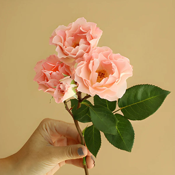 ORGANIC DRIED-Preserved Blush Pink Mini Spray Roses (20 STEMS) Rose Bundle  Bouquet of Dried Small Mini Roses + Free Same Day Shipping