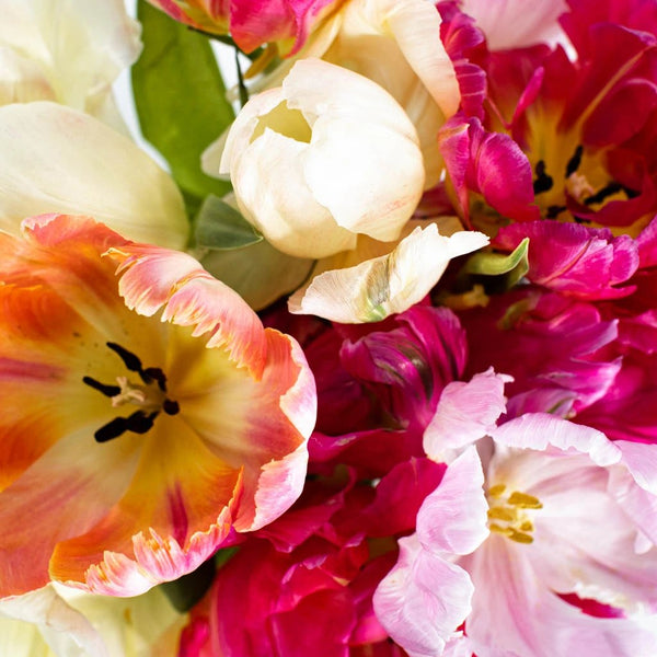 Pink and Yellow Twist Tulips