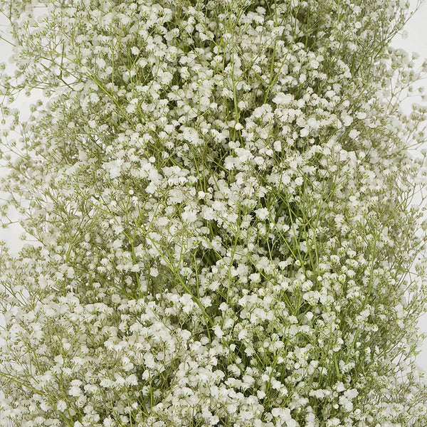 50PC Dried Babys Breath Flowers Bulk White Babys Breath Gypsophila Dried  Flowers