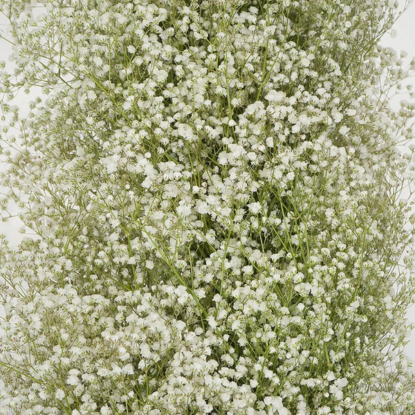 Gypsophila-Baby's breath (Fillers) – Amodhini Flowers