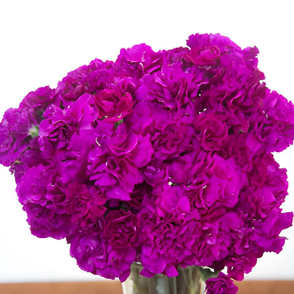 Carnations-fuchsia