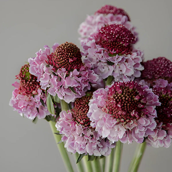 Dried Bleached Scabiosa Pods - Florabundance Wholesale Flowers