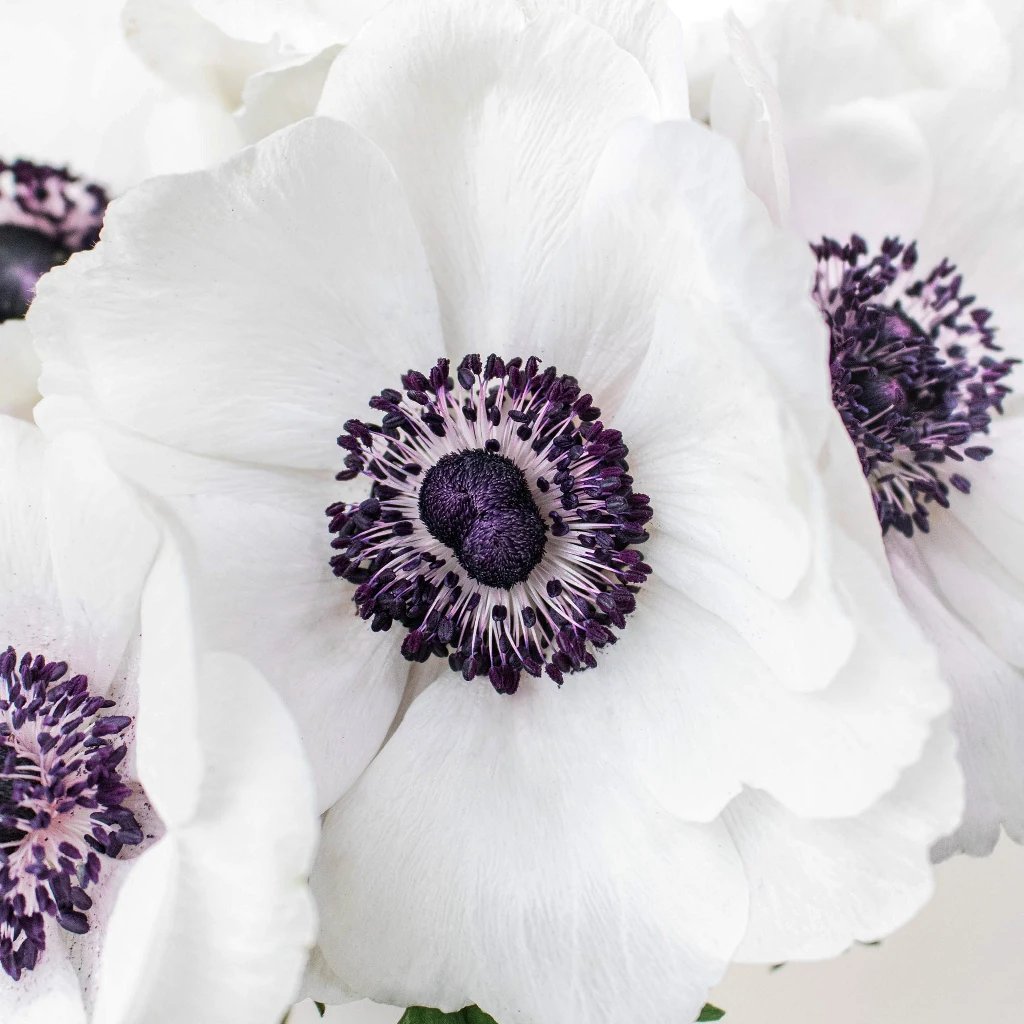 Wholesale White with a Hint of Blush Fresh Cut Anemone Flower - bulk White  with a Hint of Blush Fresh Cut Anemone Flower online - FiftyFlowers