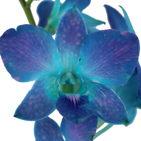 Blue Raspberry Loose Orchid Blooms