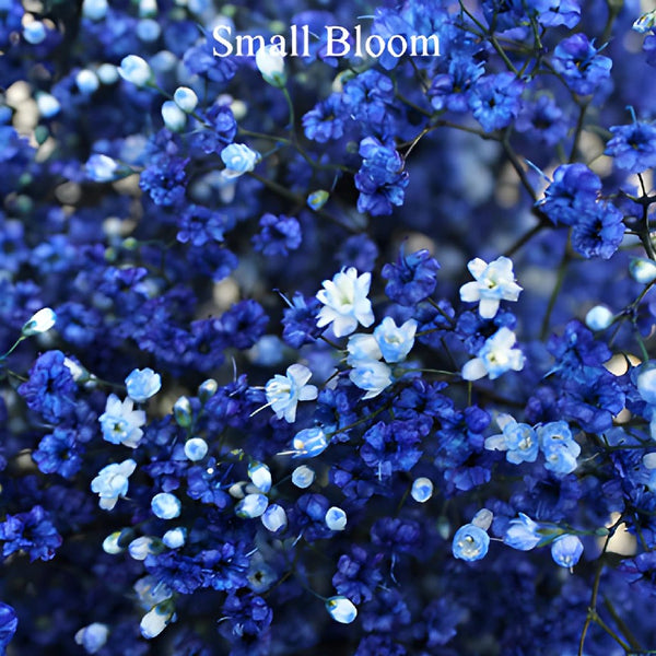 Sunny Harbor Blue Dried Baby's Breath | FiftyFlowers