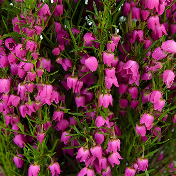 Large Hot Pink Flower Button — CaljavaOnline