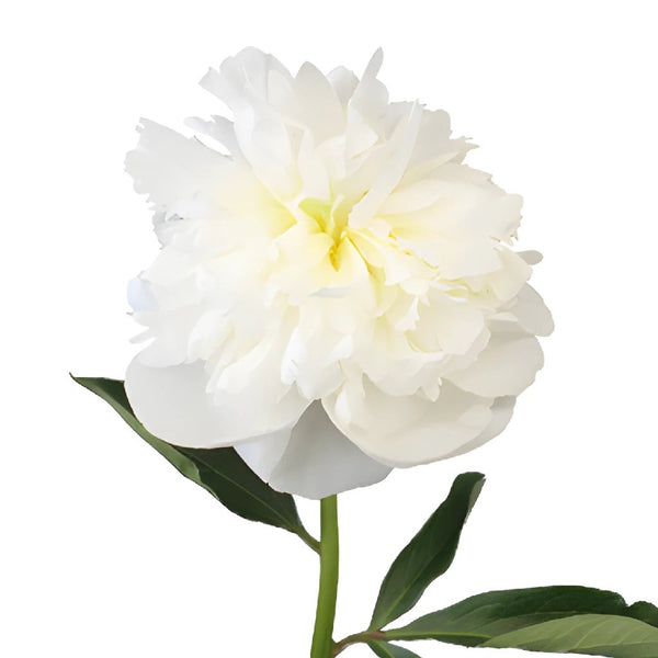 Buy Wholesale Gardenia Peony for May in Bulk - FiftyFlowers