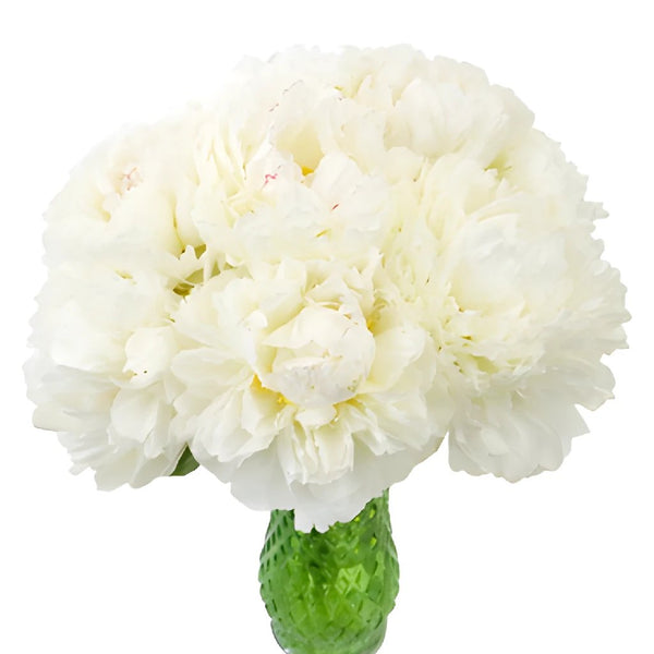 Buy Wholesale Gardenia Peony for April in Bulk - FiftyFlowers