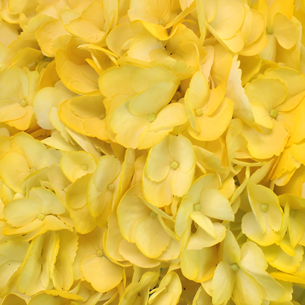 Image of Close-up of yellow hydrangea flower for sale