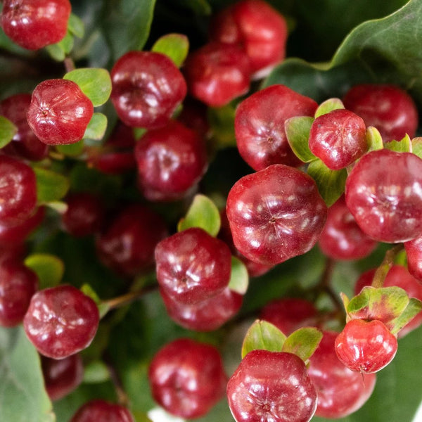Buy Wholesale Hypericum Berry in Bulk - FiftyFlowers