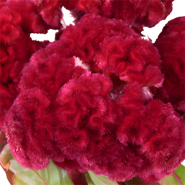 Buy Wholesale Celosia CoxComb Pink Wholesale Flowers in Bulk - Fift