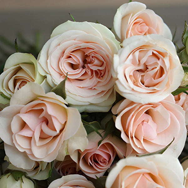Nieve Creamy Ivory Bulk Rose