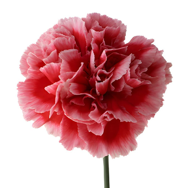 Pink Lilac Fresh Cut Carnations Flowers