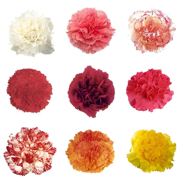 Mix Color - Standard Carnation - Eagle-Link Flowers