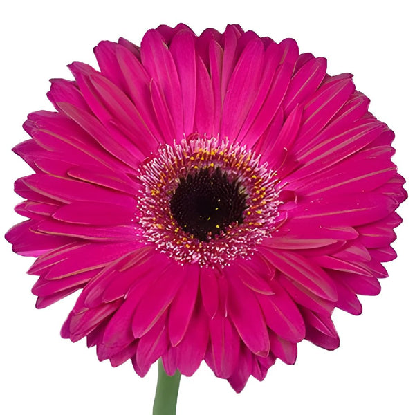 Dark Pink Gerbera Daisies - Calyx Flowers, Inc