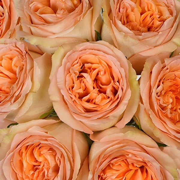 Buy Wholesale Southern Comfort Peach Garden Rose in Bulk - FiftyFlo
