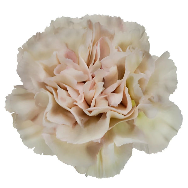 Buy Wholesale Vendela Ivory Rose in Bulk - FiftyFlowers
