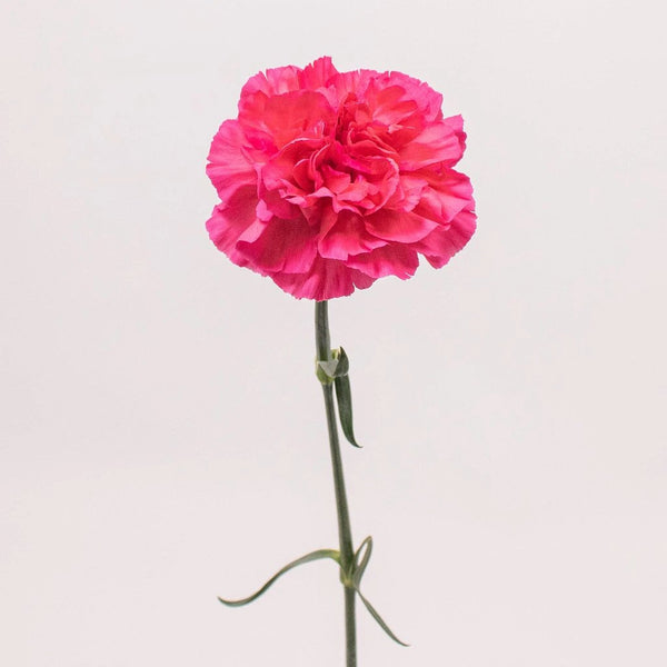 Buy Wholesale Pink Carnation Flowers in Bulk