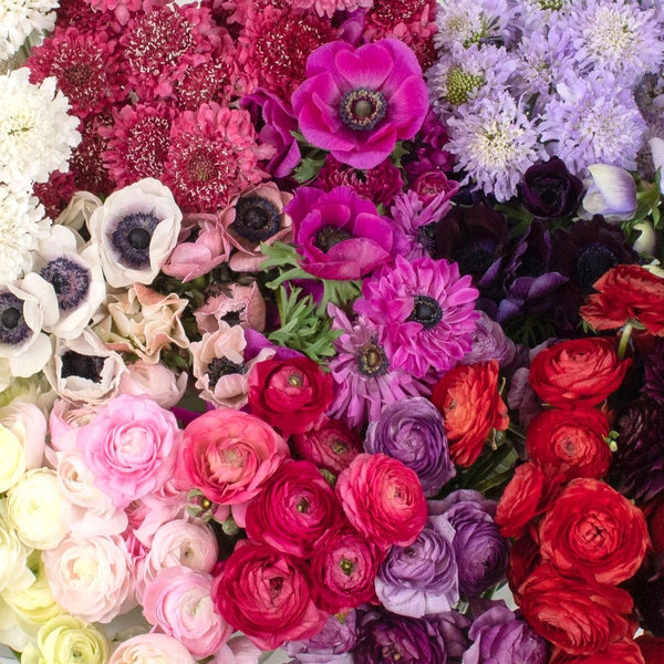 50ct Bulk Flowers Fresh Burgundy Carnations