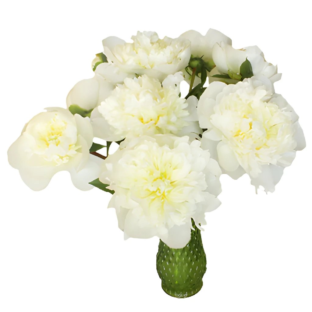 Wholesale peonies in FiftyFlowers