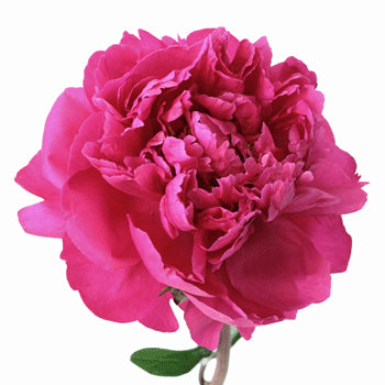 Buy Wholesale Pink Peony Flowers March Delivery in Bulk - FiftyFlowers