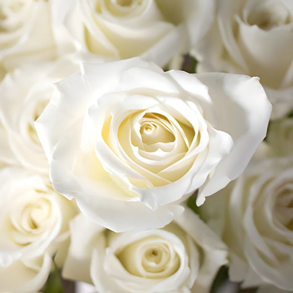  Blooms2Door 50 White Roses (Farm-Fresh, Long Stem - 50cm) -  Farm Direct Wholesale Fresh Flowers : Grocery & Gourmet Food