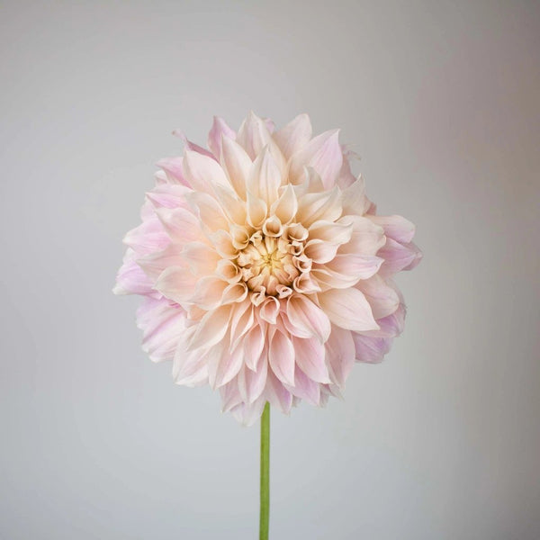 Paper White Chrysanthemum Cremon