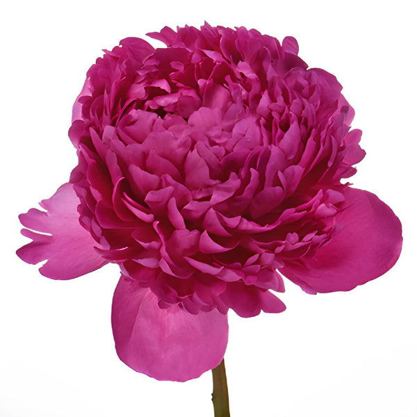 Buy Wholesale Holiday Sprinkle Festiva Peony Flower Gift in Bulk 