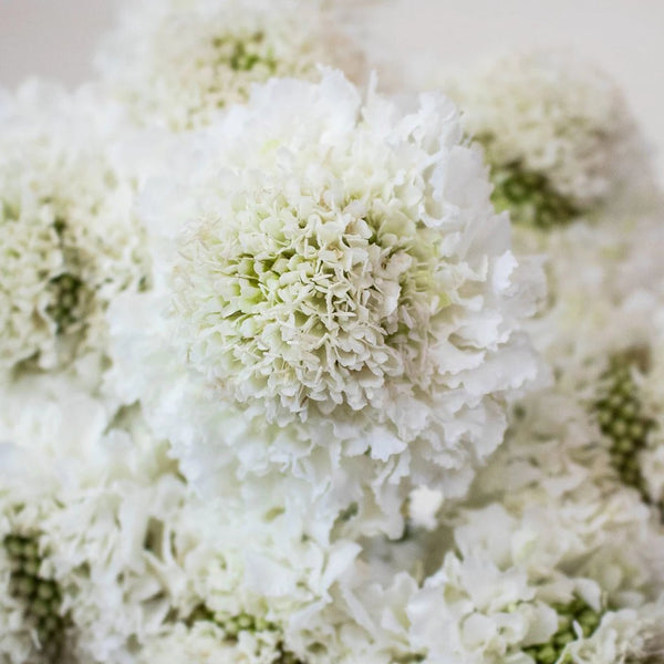 Buy Wholesale Scabiosa in Bulk - FiftyFlowers