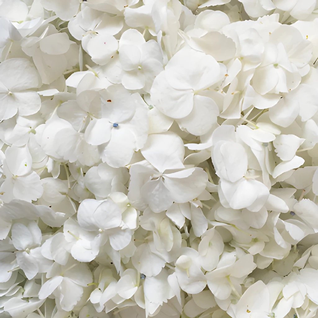 Hydrangea petals in bulk in FiftyFlowers