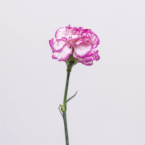 Carnations Bicolor Pink and White –