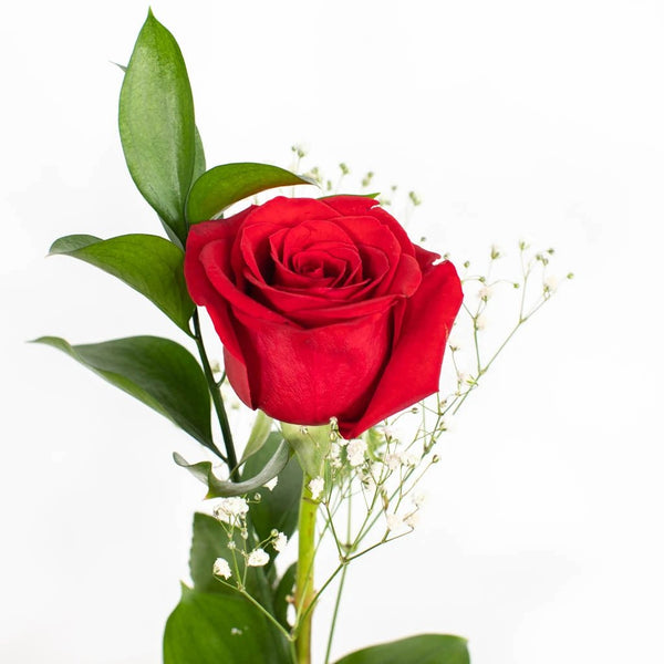 Valentine's Day Single Red Rose