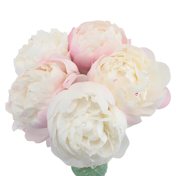 Buy Wholesale Blush Peonies Flower November Delivery in Bulk - Fift...