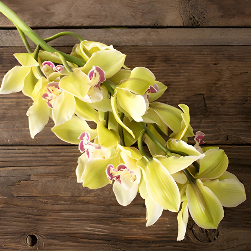 Wholesale Light Green Cymbidium Orchids Hot Pink Lip ᐉ Bulk Light Green Cymbidium Orchids Hot 8304