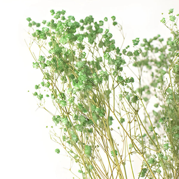 Dried Babys Breath Stock Photo - Download Image Now - Baby - Human