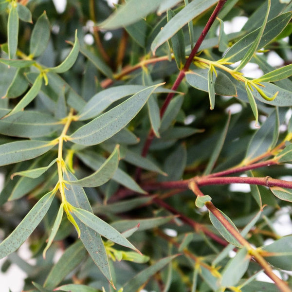 Fresh Olive Branch Wedding Foliage, Fresh Olive Branch Stem, Olive Leaves  Branches, Real Cut Olive Branch Stems, Freshly Cut Stem Greenery -   Israel