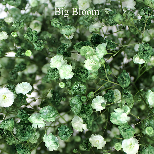 Baby's Breath Dyed Blue, Red or Green buy bulk flowers- JR Roses