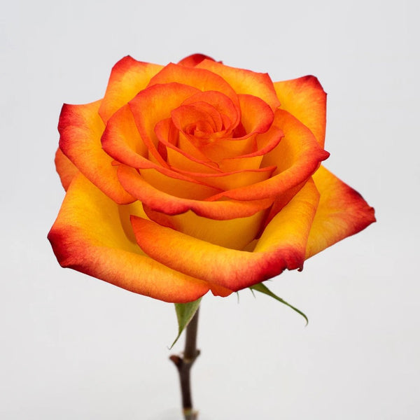 Buy Wholesale Bicolor Yellow Roses Fresh Cut in Bulk - FiftyFlowers