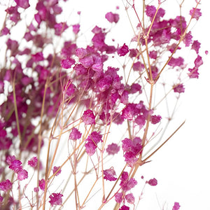 hot pink spring flowers