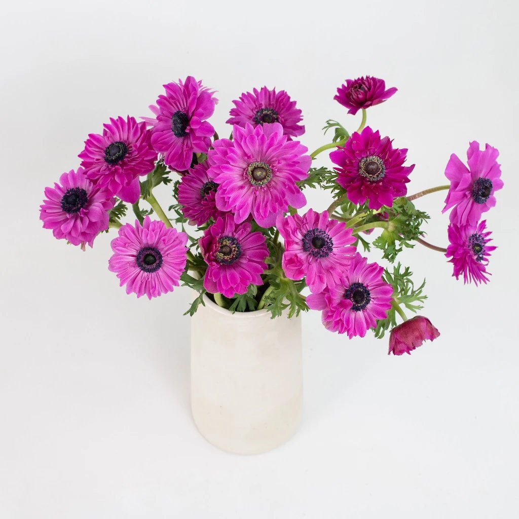 Wholesale Hot Pink Star Anemones - bulk Hot Pink Star Anemones online ...